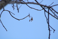 Gyrocarpus mocinoi