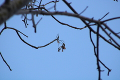 Gyrocarpus mocinoi