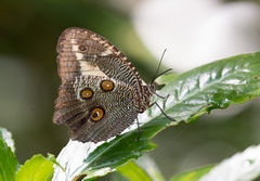 Dasyophthalma creusa