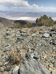 Eriogonum panamintense