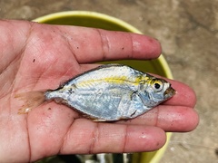 Leiognathidae