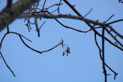 Gyrocarpus mocinoi