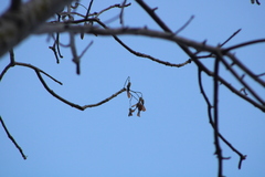 Gyrocarpus mocinoi
