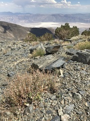 Eriogonum panamintense