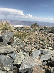 Eriogonum panamintense