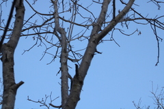 Gyrocarpus mocinoi