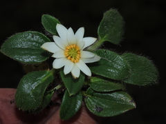 Knowltonia integrifolia