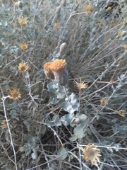Brickellia incana
