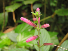 Ruellia cearensis