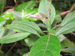Ruellia cearensis