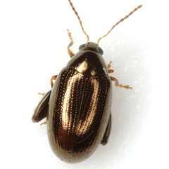 Psylliodes convexior