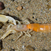 Tidepool Ghost Shrimp - Photo (c) Kiloueka, some rights reserved (CC BY-NC), uploaded by Kiloueka