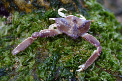 Latulambrus occidentalis
