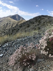 Eriogonum microtheca panamintense