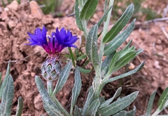 Centaurea depressa