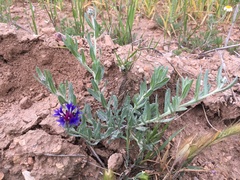 Centaurea depressa