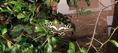 Papilio demodocus demodocus