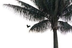 Pharomachrus antisianus