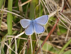 Polyommatus celina