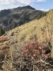 Eriogonum microtheca panamintense