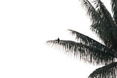 Pharomachrus antisianus