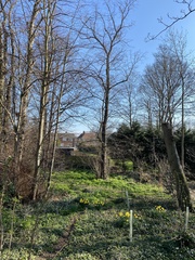 Sciurus carolinensis