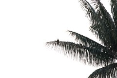 Pharomachrus antisianus