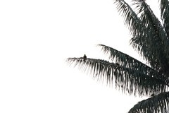 Pharomachrus antisianus