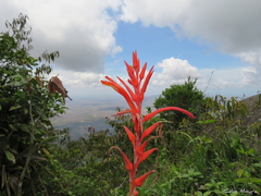 Pitcairnia limae