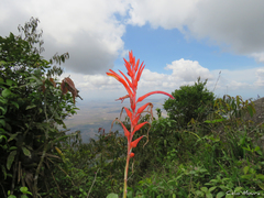Pitcairnia limae
