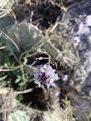 Dryopetalon runcinatum