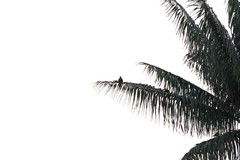 Pharomachrus antisianus