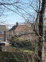 Sciurus carolinensis