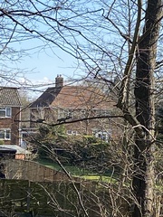 Sciurus carolinensis