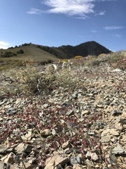 Eriogonum eremicola