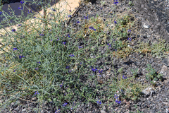 Psorothamnus emoryi arenarius