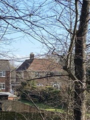 Sciurus carolinensis