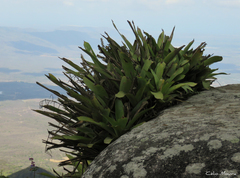 Wittmackia maranguapensis