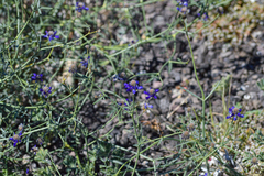Psorothamnus emoryi arenarius