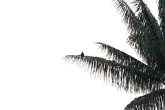 Pharomachrus antisianus