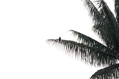 Pharomachrus antisianus