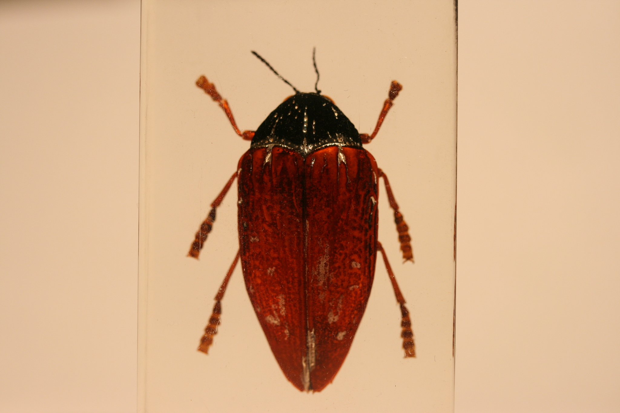 Sternocera hildebrandti · iNaturalist