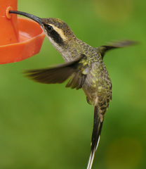 Phaethornis eurynome