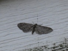 Eupithecia olivacea