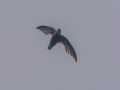 Chaetura meridionalis