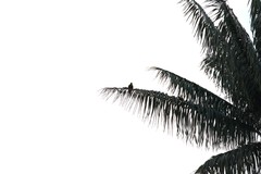 Pharomachrus antisianus