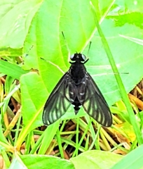 Tabanomorpha