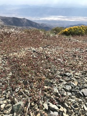 Eriogonum eremicola