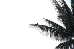 Pharomachrus antisianus