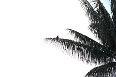 Pharomachrus antisianus